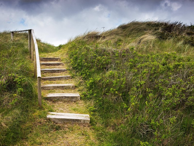 Sylt Wiese Schafe schubsen Lebensgefahr.jpg