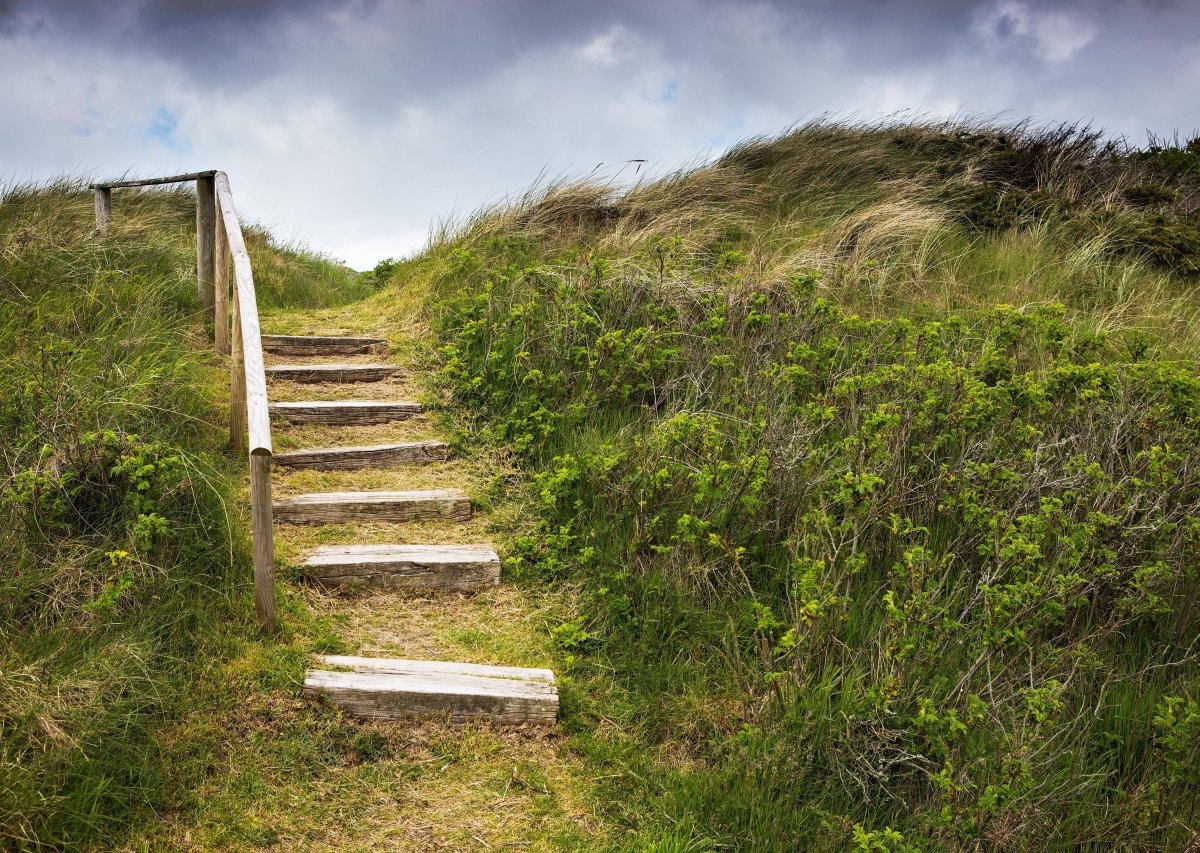 Sylt Wiese Schafe schubsen Lebensgefahr.jpg