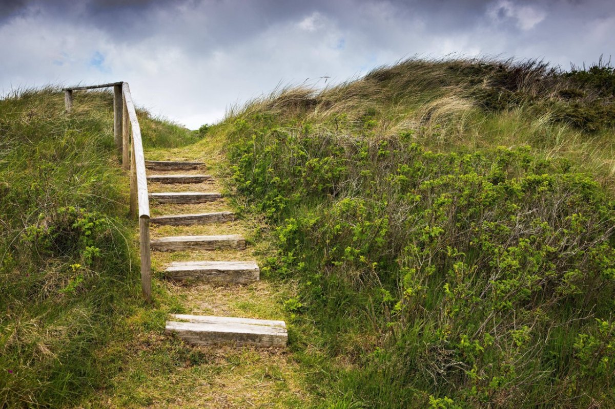 Sylt Wiese Schafe schubsen Lebensgefahr.jpg