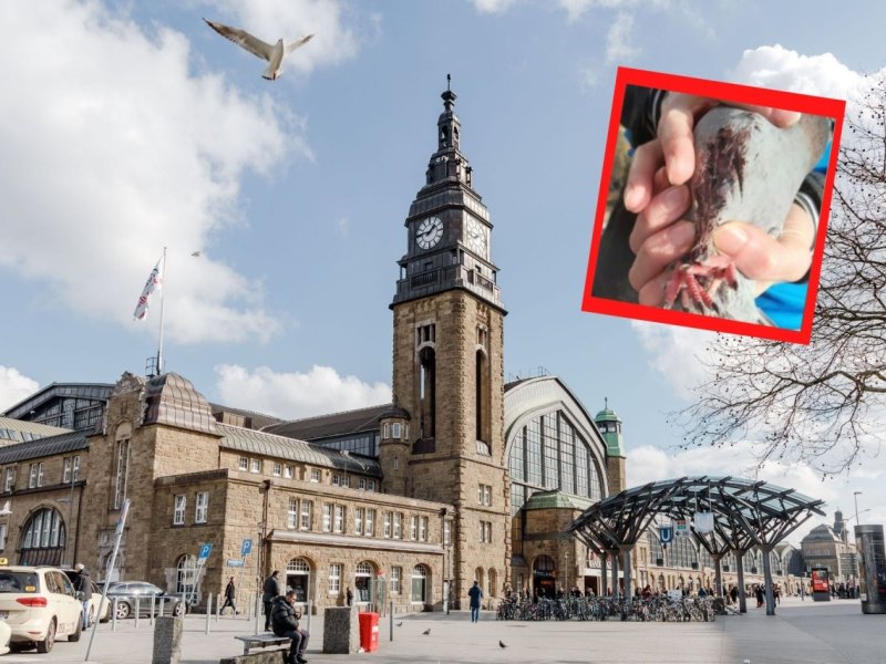 Taubenbilder.jpg