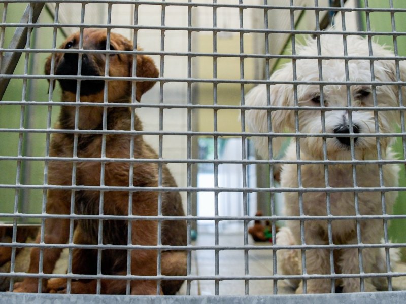 Tierheim Hamburg Tierschutzverein HTV Corona Lockdown Homeoffice Ferien Aussetzung Welpenhandel Welpenmafia Massentierhaltung Hunde