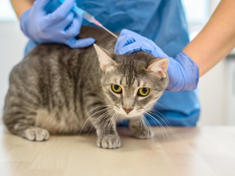 Tierklinik