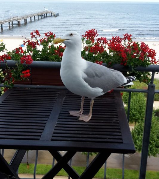Usedom Strandhotel Balkon Möwe.jpg