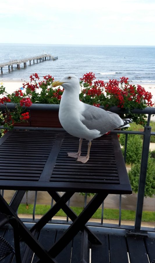 Usedom Strandhotel Balkon Möwe.jpg