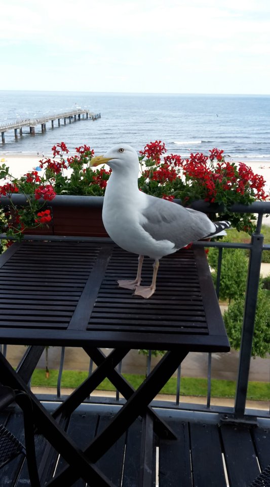 Usedom Strandhotel Balkon Möwe.jpg