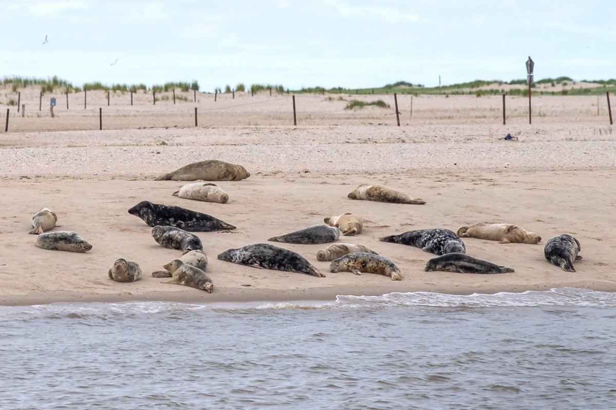 Wattenmeer