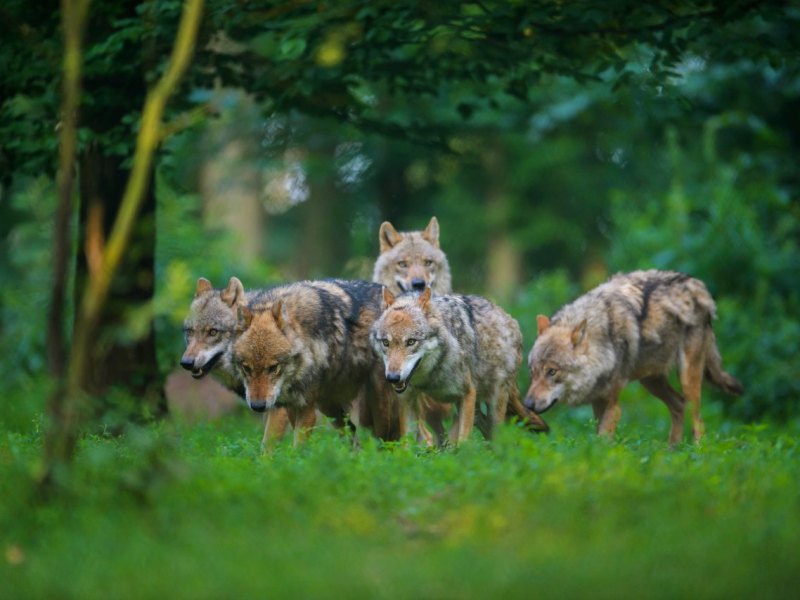 Wölfe Cuxland Niedersachsen