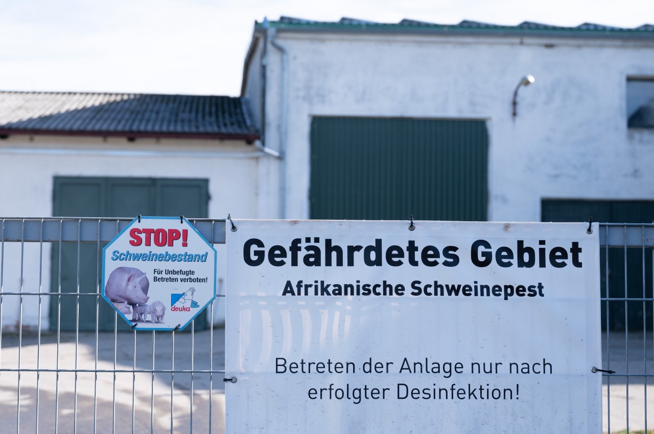 In Mecklenburg-Vorpommern ist die Afrikanische Schweinepest ausgebrochen (Symbolbild). 