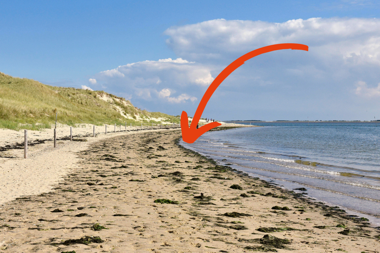 Das Fischsterben breitet sich an der Nordsee aus (Symbolbild). 