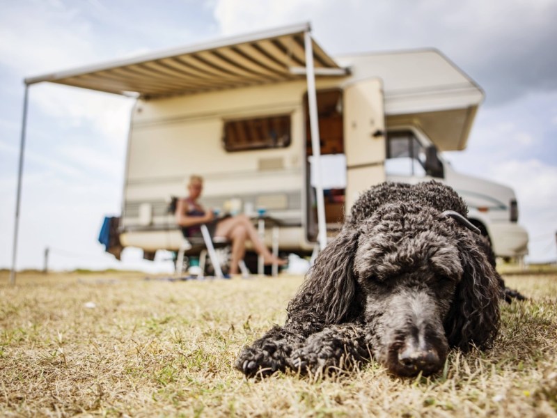 Camping mit Hund