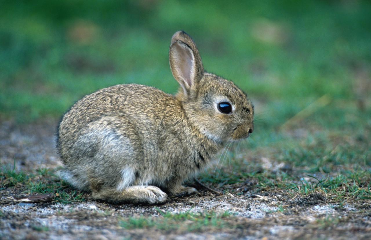 Wildkaninchen auf Fehmarn