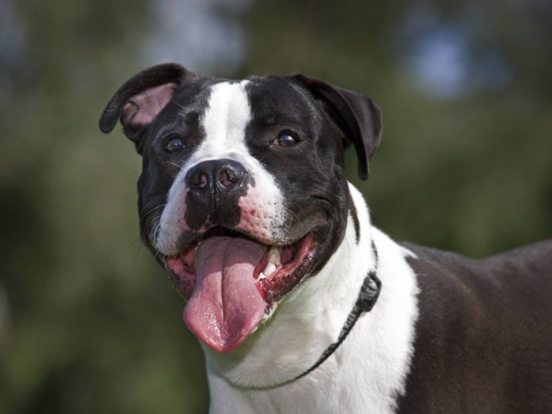 Hamburg American Staffordshire Terrier.jpg