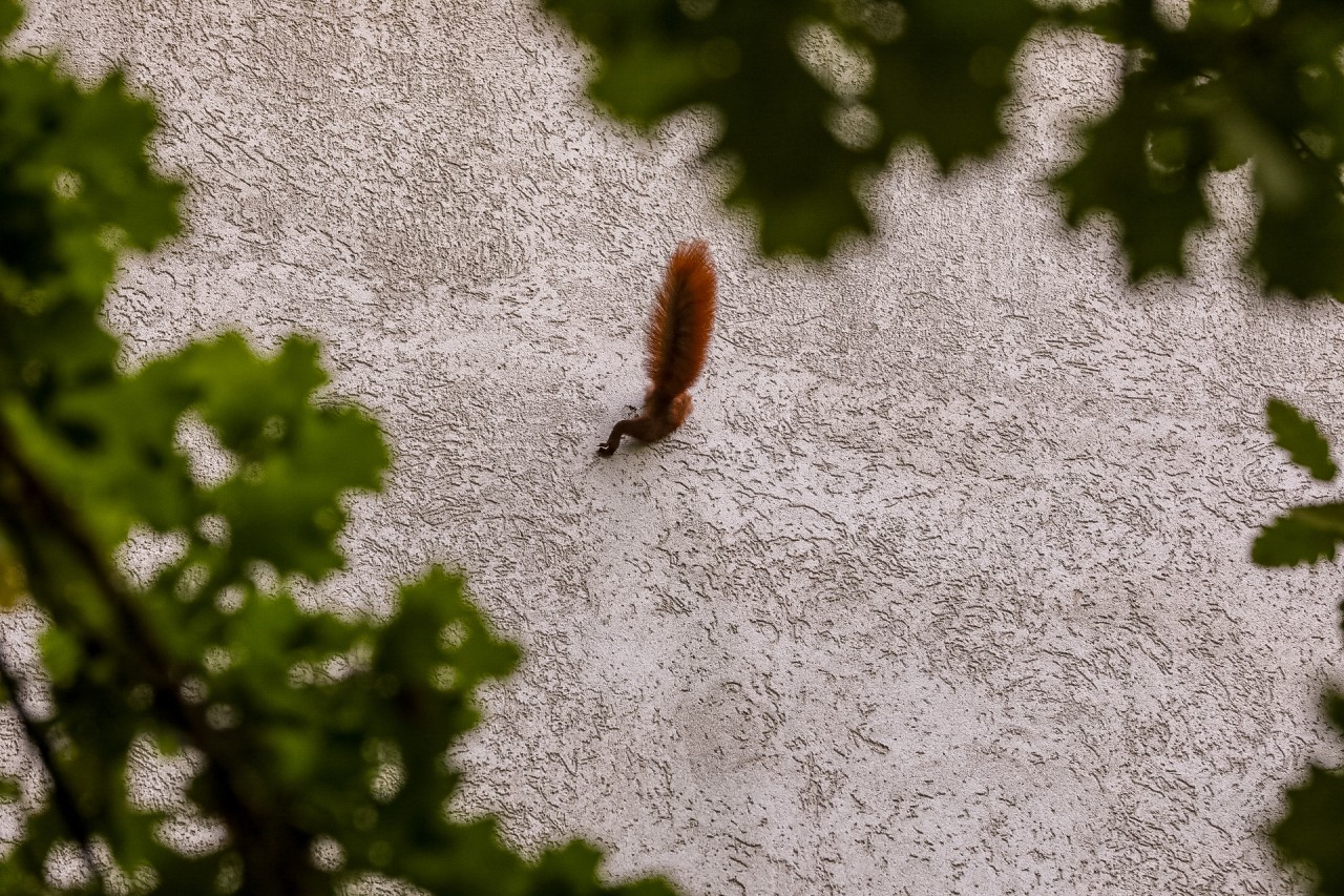 Das Eichhörnchen hatte sich in eine missliche Lage gebracht