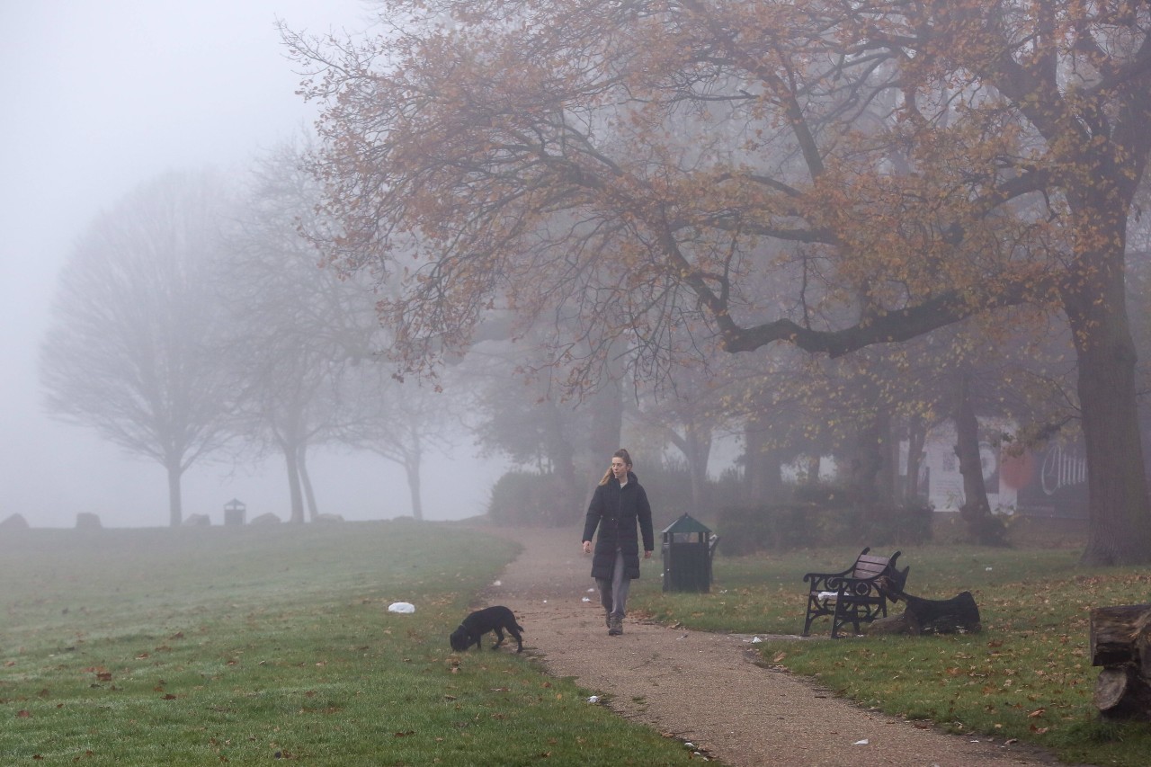 Hamburg: Frau spaziert mit Hund und macht Besorgnis erregende Entdeckung (Symbolbild) 