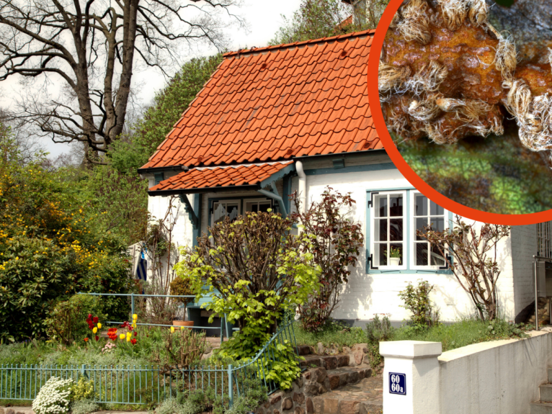 Hamburg Haus Birnengitterrost.png