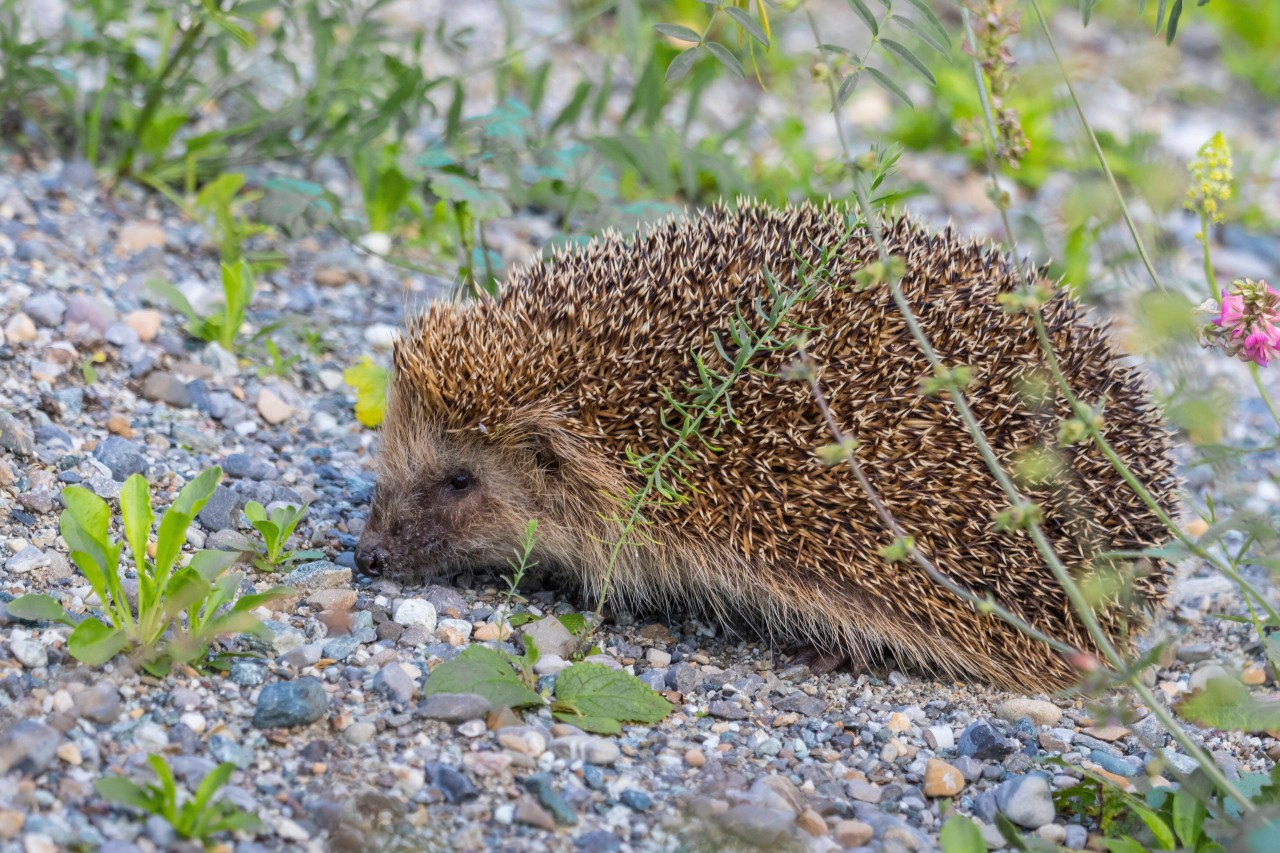 Für den Igel in Hamburg gab es kein Happy End (Symbolbild)