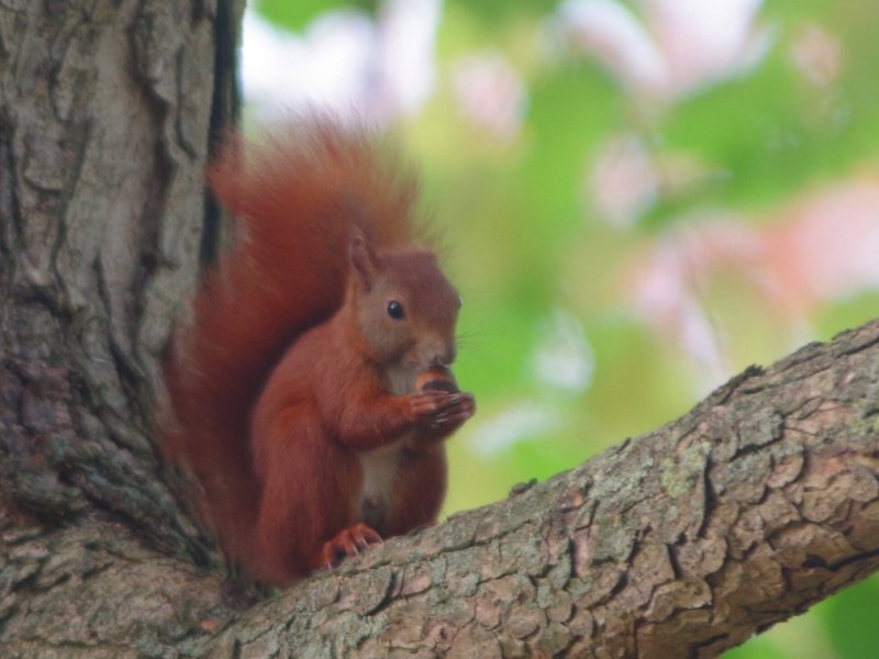 Hamburg Natur Kahlschlag Bäume NABU Naturschutz Umwelt Straßen Allee.jpg