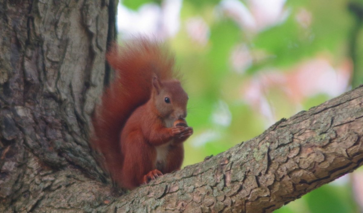 Hamburg Natur Kahlschlag Bäume NABU Naturschutz Umwelt Straßen Allee.jpg