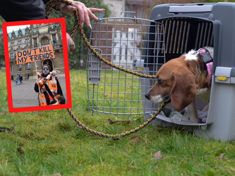 Hamburg Tierversuche Hunde Affen Labor.png