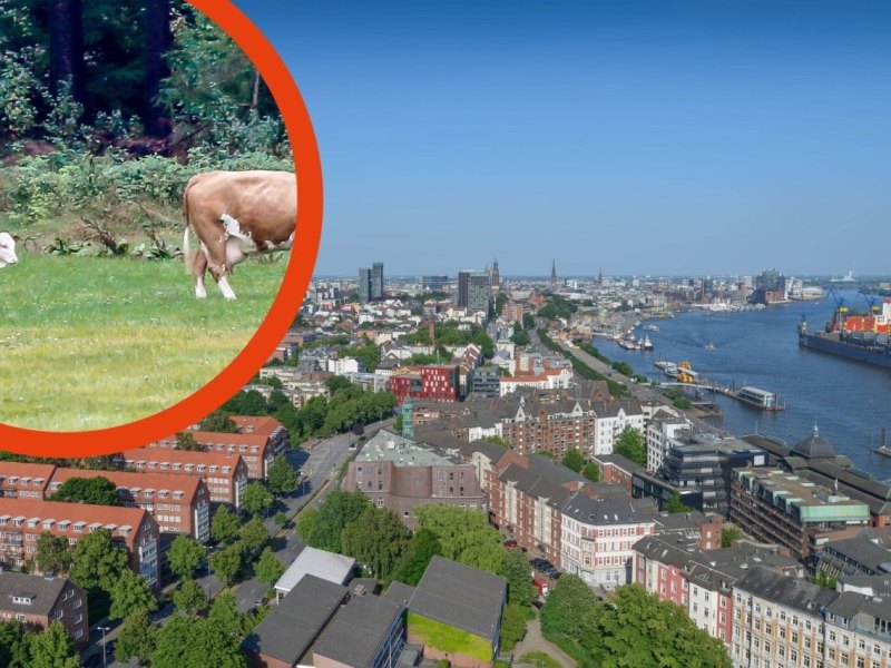 Hamburg kuh.jpg