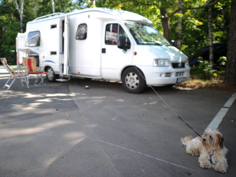 Hund Camping.jpg