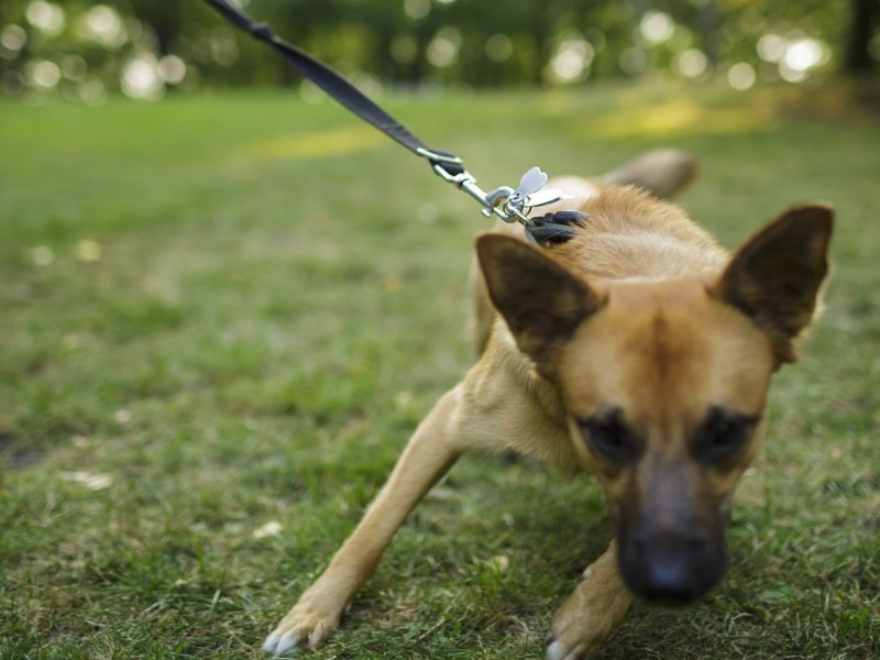 Hund Hamburg