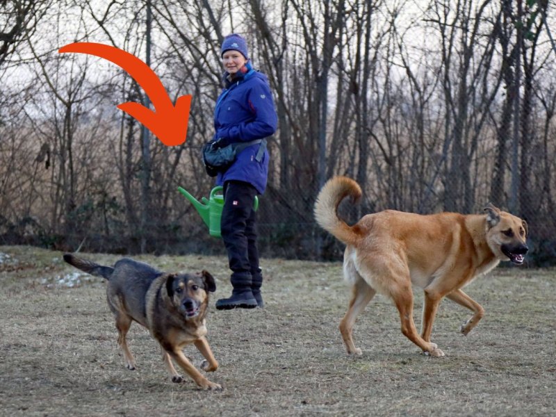 Hund Hamburg Fund.jpg