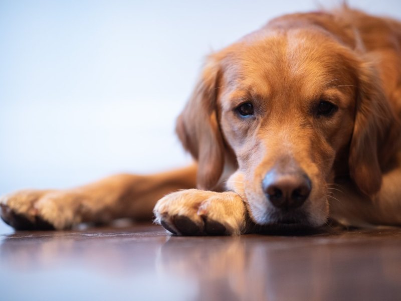 Hund Hamburg Züchter Tierschutz Tierheim.jpg