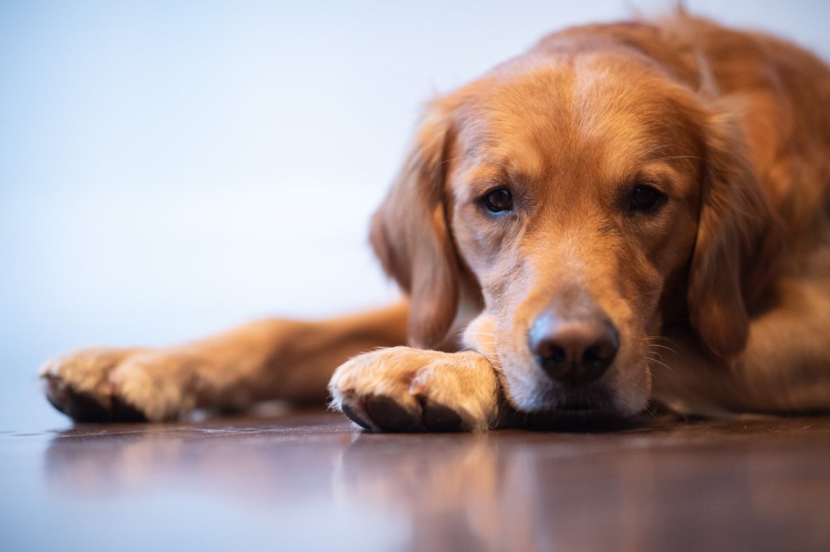 Hund Hamburg Züchter Tierschutz Tierheim.jpg