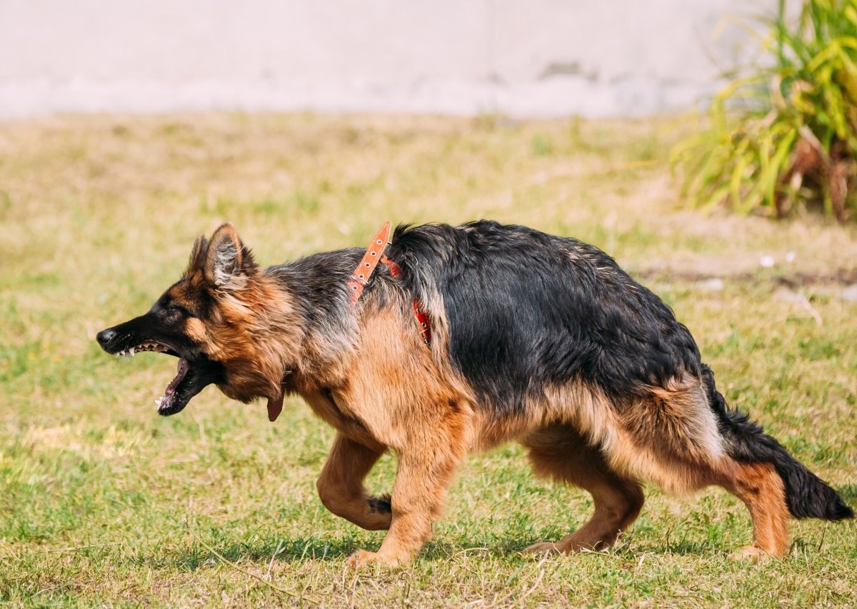 Hund Mecklenburg-Vorpommern.jpg