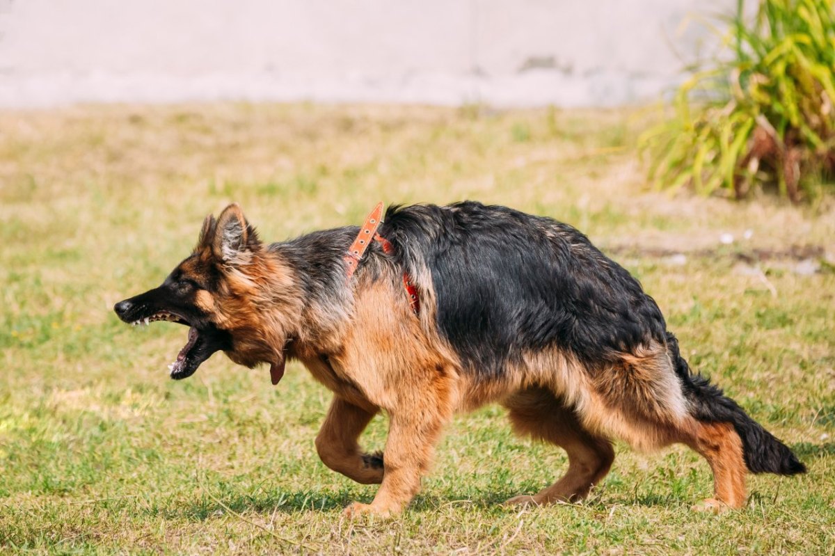 Hund Mecklenburg-Vorpommern.jpg