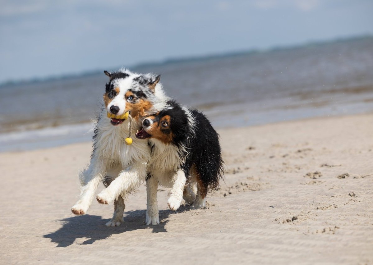 Hund Nordsee.jpg