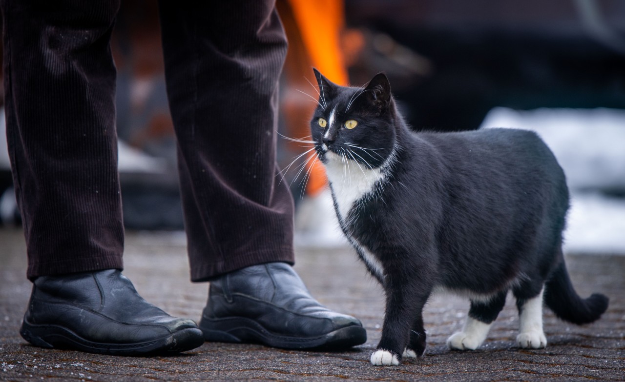 Kater Quarky ist von der Wahl zum Bürgermeister von Demmin ausgeschlossen worden. 