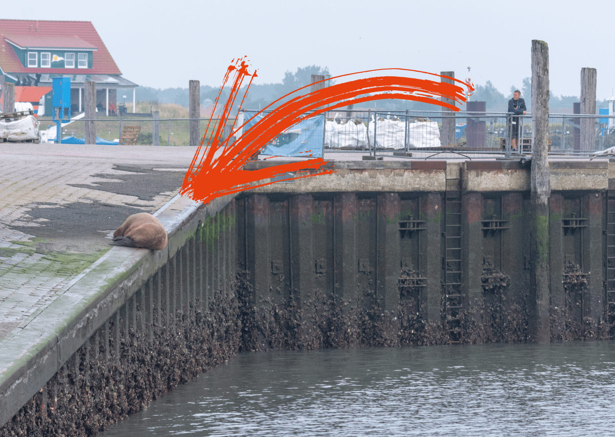 Nordsee Baltrum Walross Ostfriesische Inseln Ostfriesland Arktis Juist Wangerooge Spiekeroog Dänemark