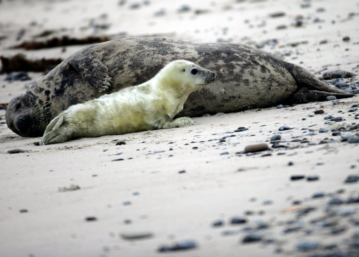 Nordsee Helgoland Kegelrobben Raubtier Fischer