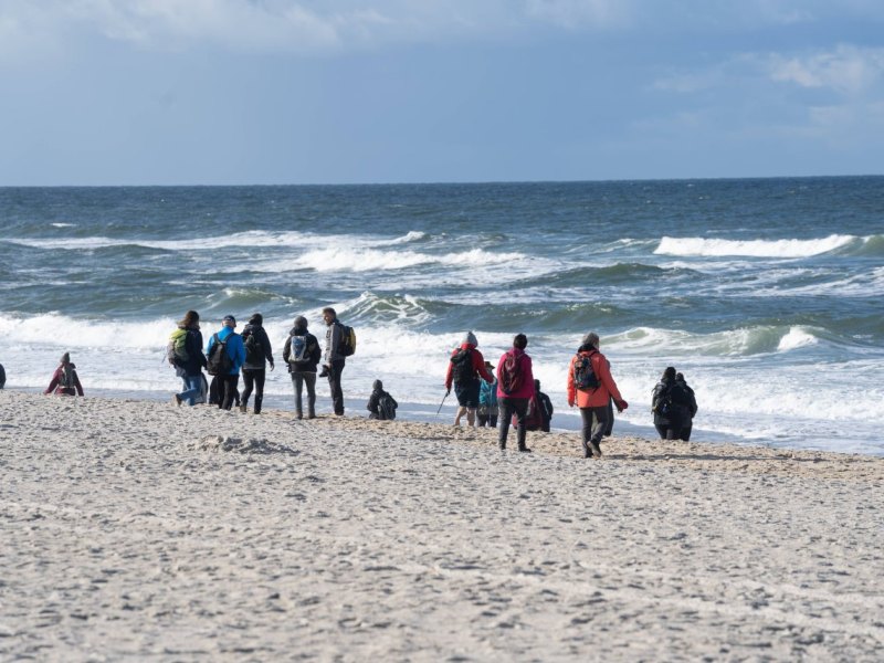 Nordsee Helgoland Kegelrobben Seehund Abstand