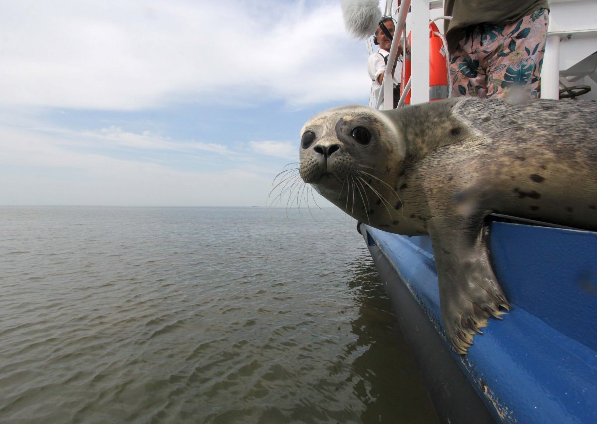 Nordsee Heuler Seehundstation Friedrichskoog NDR