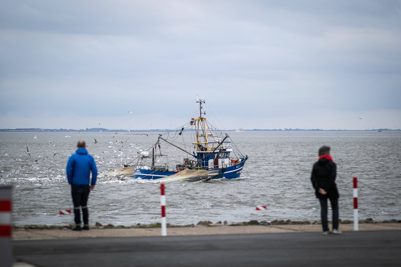 Nordsee: Täglich fahren Kutterboote raus zum Fischen 