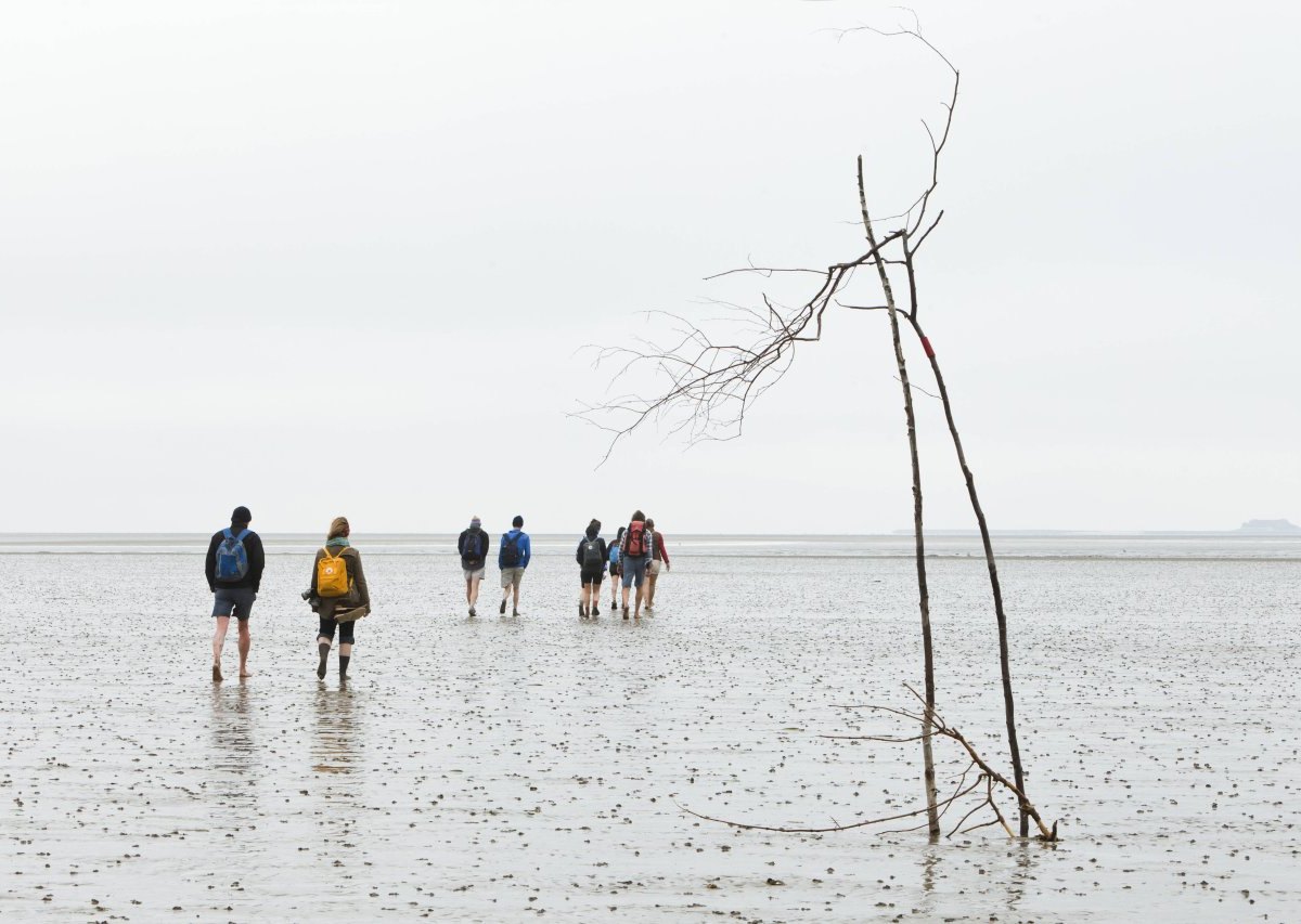 Nordsee Wattenmeer.jpg