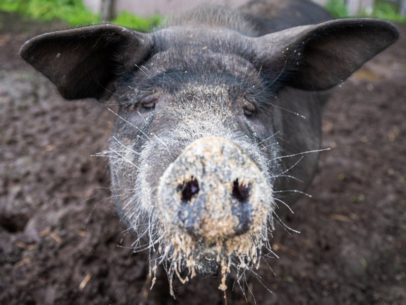 Ostfriesland Aurich Schwein Bobby Instagram