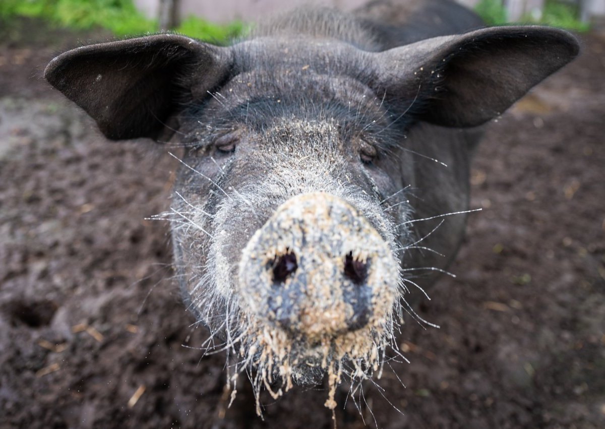 Ostfriesland Aurich Schwein Bobby Instagram