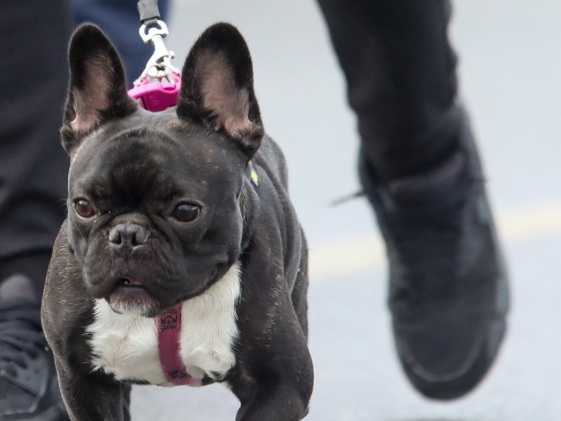 Ostfriesland Hund.jpg