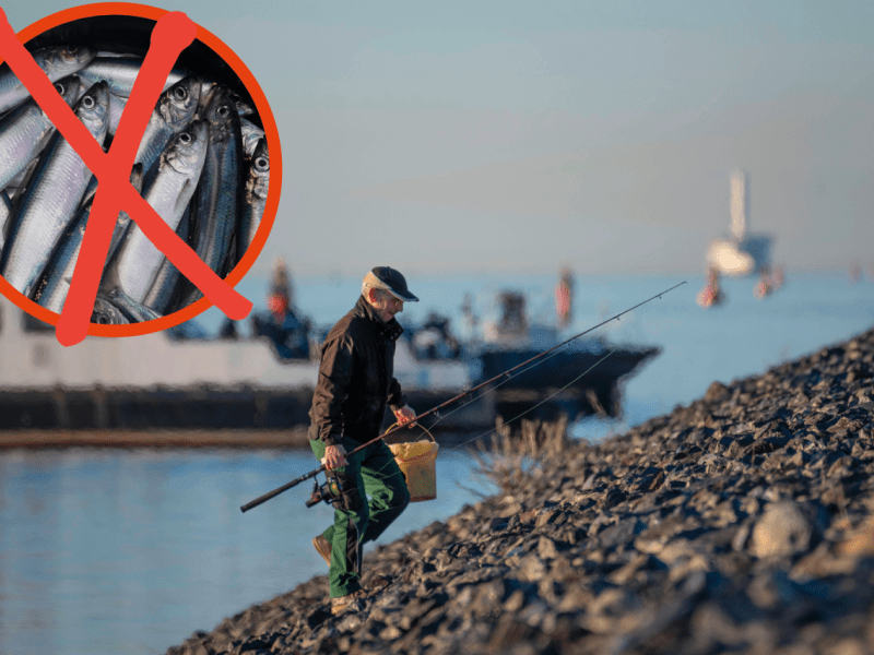 Ostsee Nordsee Fische.png