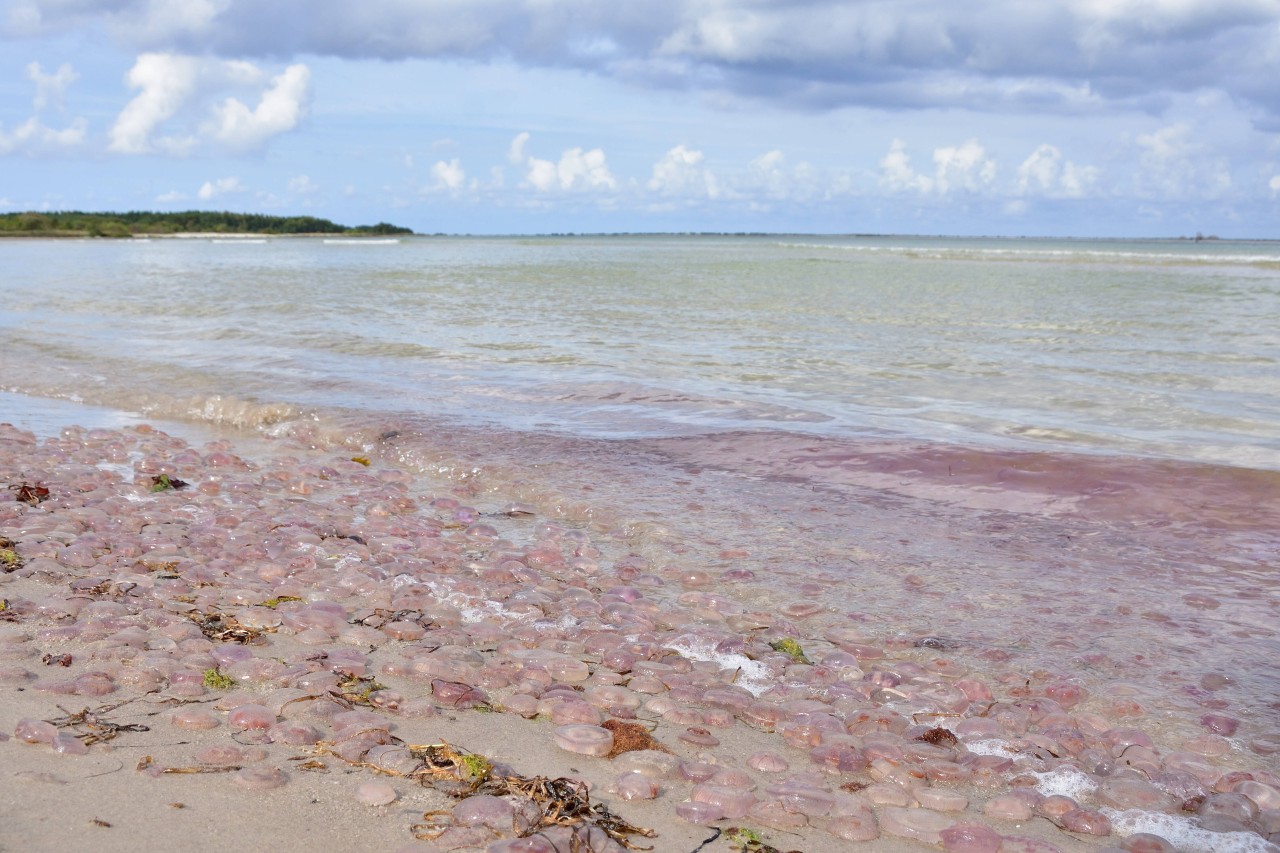 An der Ostsee kommt es derzeit zu einem hohen Aufkommen von Quallen (Symbolbild). 