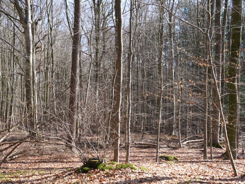 Pinneberg Schenefeld Wald Jäger Reh