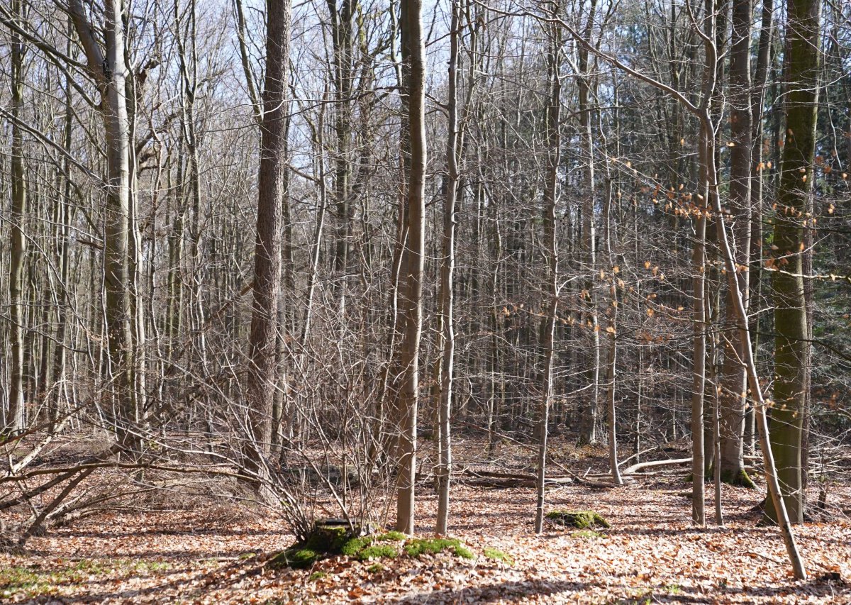 Pinneberg Schenefeld Wald Jäger Reh