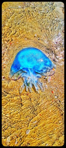 Die blaue Nesselqualle vom Nordsee-Strand.