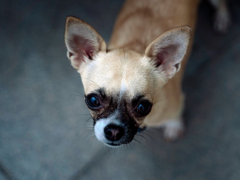Rügen-Hund.jpg