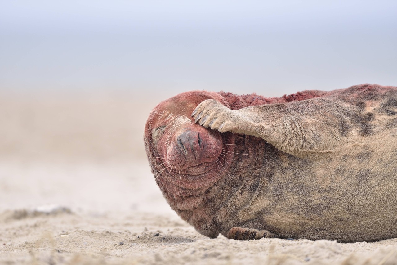 Die Kegelrobbe auf Rügen war offensichtlich geschwächt. (Symbolbild)