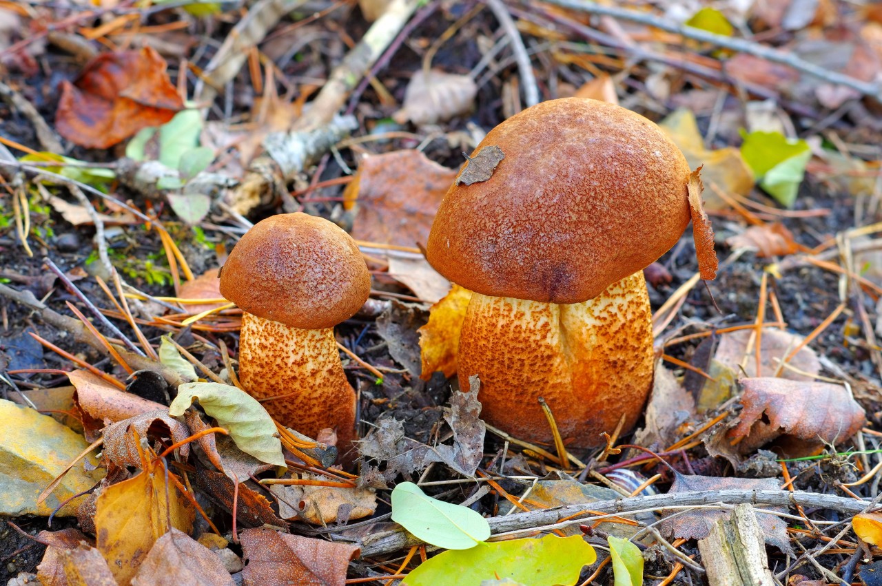 Mit diesem Pilz wird die „Falsche Rotkappe“ auf Rügen verwechselt